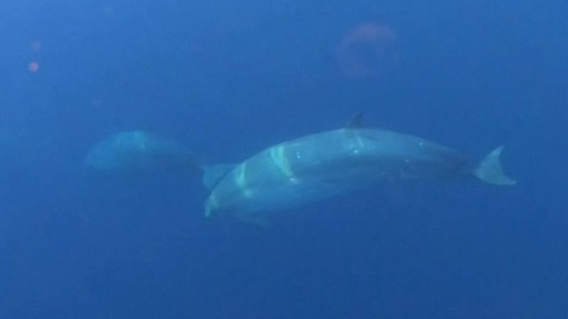 Vědci věří, že objevili nový druh velryby